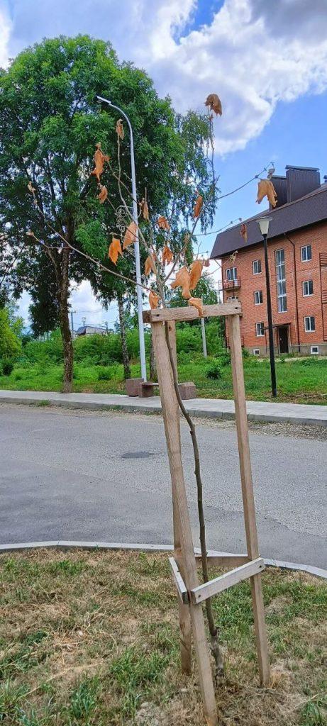 В Апшеронске погибли сотни высаженных деревьев и кустарников: осень ещё далеко, а листья высохли и пожелтели.