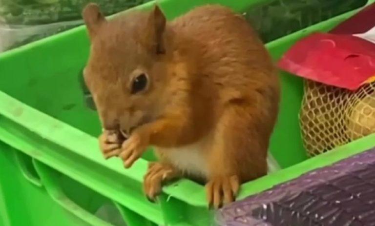Белки поселились в магазинах Сочи: видео