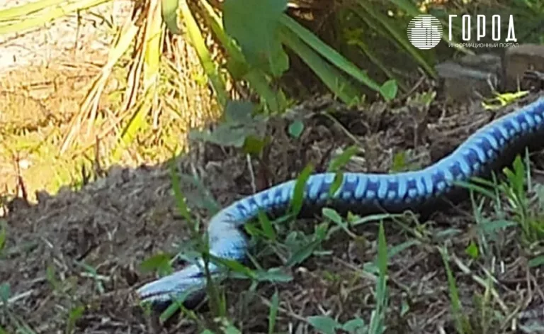Метровая гадюка распугала туристов в Сочи: видео