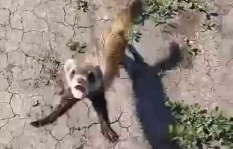 Степные хорьки напали на людей в Краснодарском крае: видео