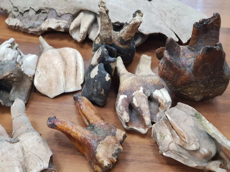 Жителя Геленджика осудили за отправку в Германию зубов древнего носорога