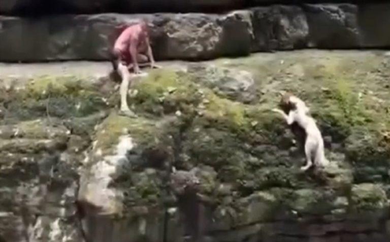 Турист спас собаку с отвесной скалы в Абхазии: видео