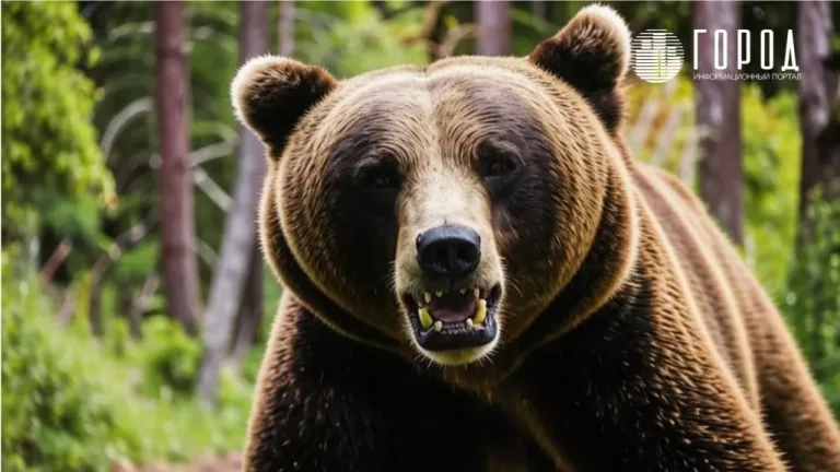 Голодные и больные медведи массово спускаются с гор в Сочи: видео