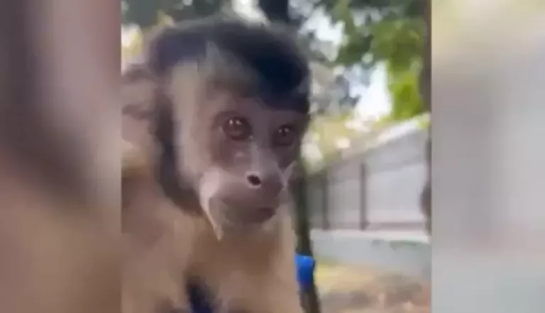 Обезьяна и кобра покусали туристов на пляже Лермонтово