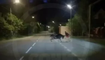 новости краснодара, новости сочи, происшествия, коровы нападают на людей3