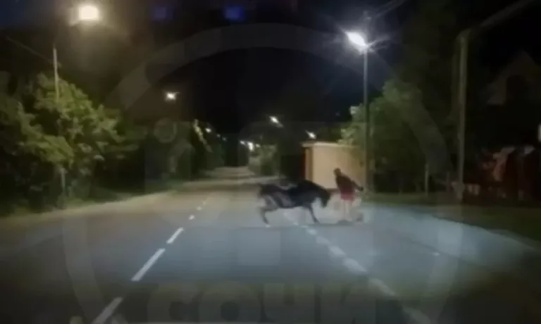 В Сочи коровы нападают на туристов: видео