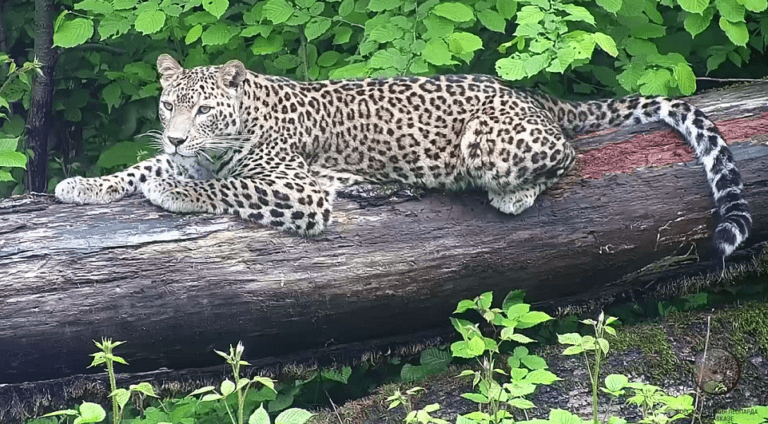 Убийство переднеазиатского леопарда при выпуске на волю скрывали 1,5 месяца