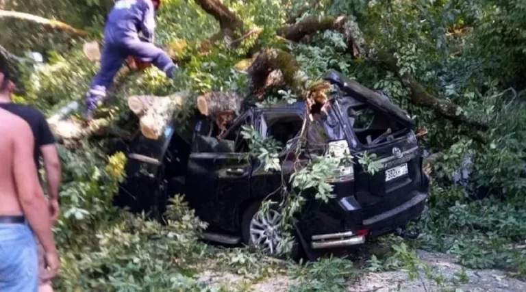 Вдоль Чёрного моря образовались 120-километровые пробки после падения дерева: видео