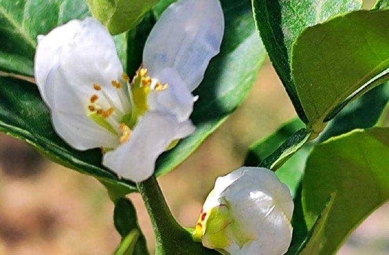 В Японском саду парка Галицкого аномально зацвёл редкий цитрус