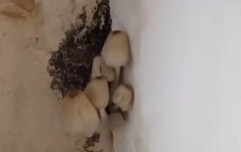 Роспотребнадзор признал безопасными тараканов, плесень и грибы в детсаду Сочи