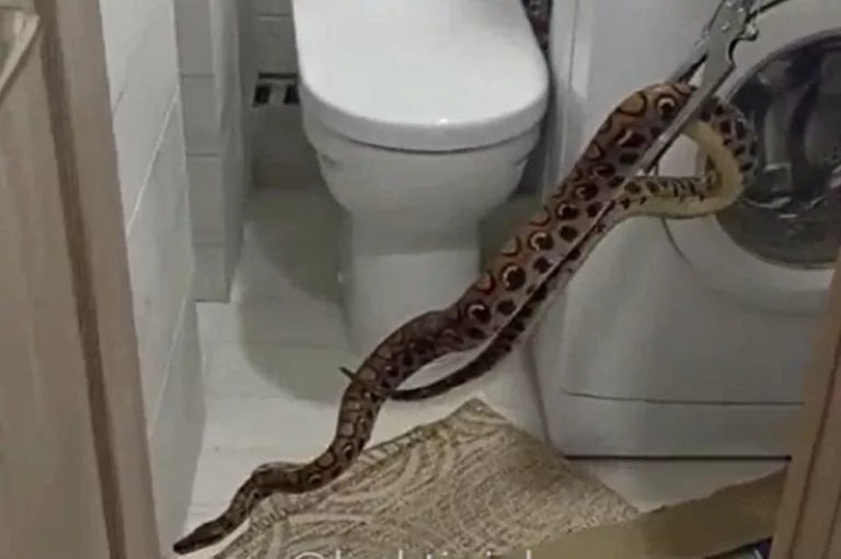 В Краснодаре питон заполз через унитаз в квартиру: видео