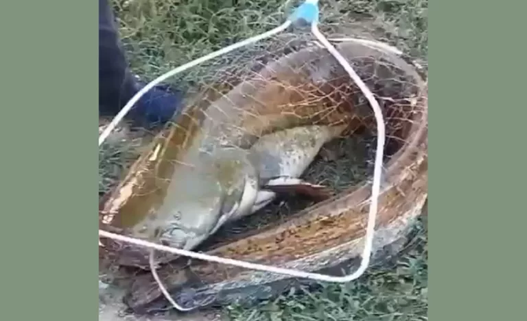 Сома-гиганта поймали в озере Славянска-на-Кубани