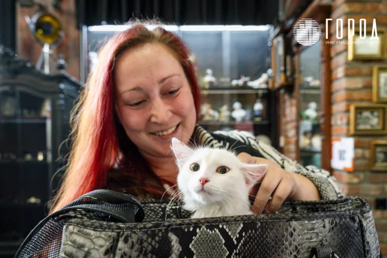 В Краснодаре десятки бездомных кошек нашли хозяев: фотографии