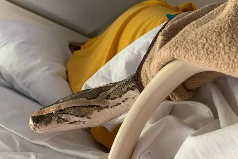 В поезде Сочи – Санкт-Петербург пассажиров напугал питон