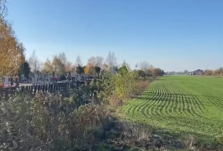 «Орошается трупным ядом»: в Краснодарском крае поля у кладбища засеяли пшеницей
