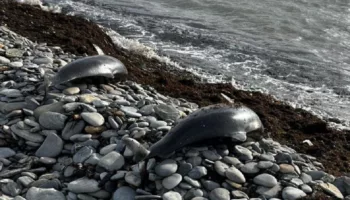 дельфины погибли на побережье черного моря