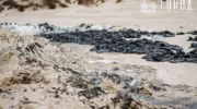 Новые выбросы мазута ждут в Краснодарском крае в октябре 2025 года