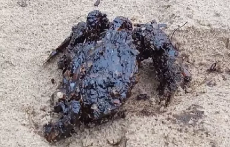 Крабов в мазуте выбрасывает на побережье Чёрного моря