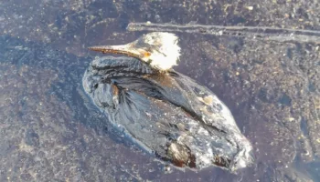 мазут добрался до Большого Утриша в Анапе