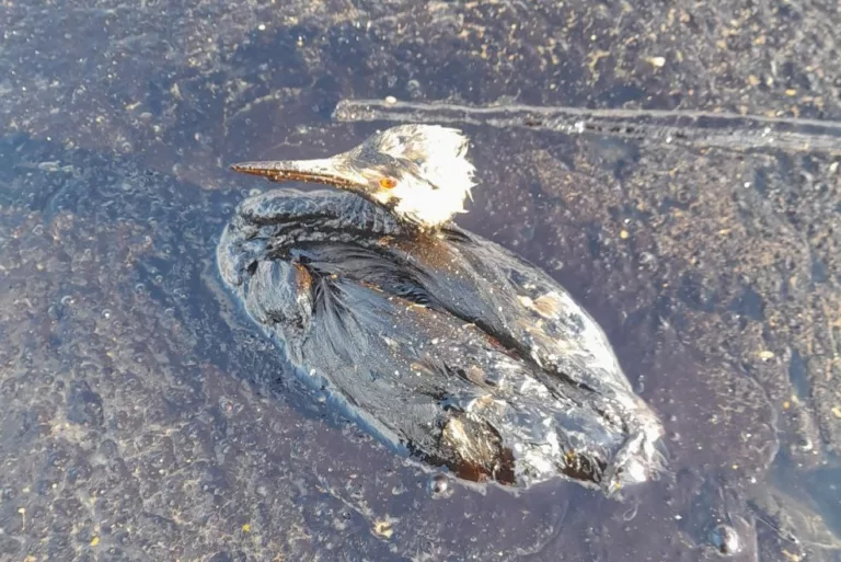 Выбросы мазута на Черноморском побережье достигли Большого Утриша: третий день катастрофы