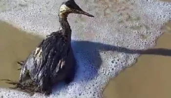 Пляжи Черного моря покрыло мазутом