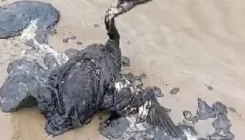 Последствия экологической катастрофы в Анапе 3