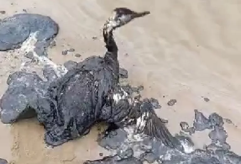 «В 2007 году были капли мазута, сейчас — забитые 9000 тонн берега»: о масштабе экологической катастрофы в Чёрном море