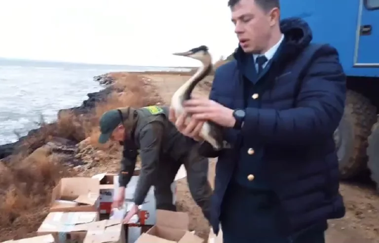 Изъятые чиновниками у волонтёров птицы погибли после выпуска в Чёрное море