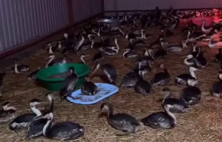 Орнитологи спрогнозировали гибель до 95% попавших в мазут птиц Чёрного моря