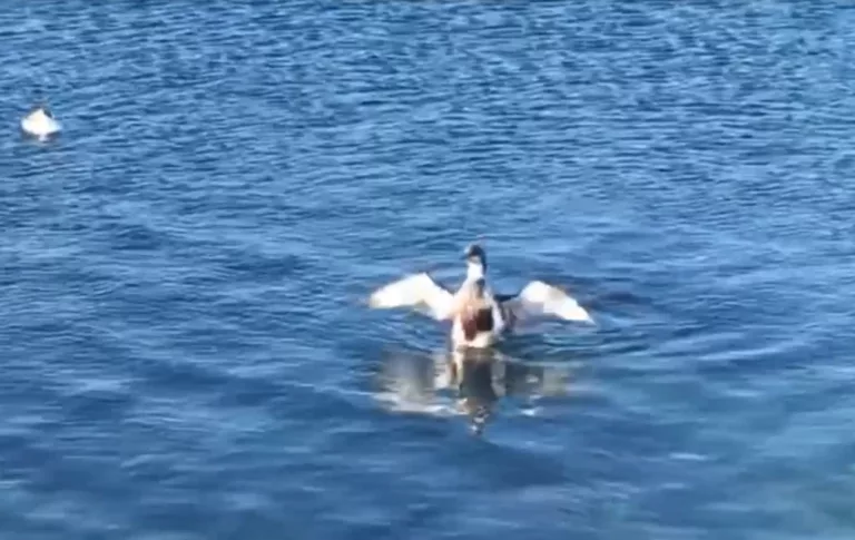 У заповедника Большой Утриш нашли много птиц и дельфинов в мазуте