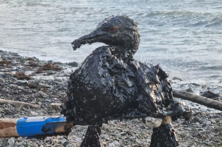 «Везти их больше некуда»: власти не взяли ответственности за спасение птиц в Чёрном море