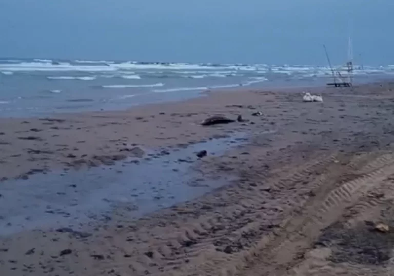 Мазут с дельфинами продолжило выбрасывать на пляжи Анапы