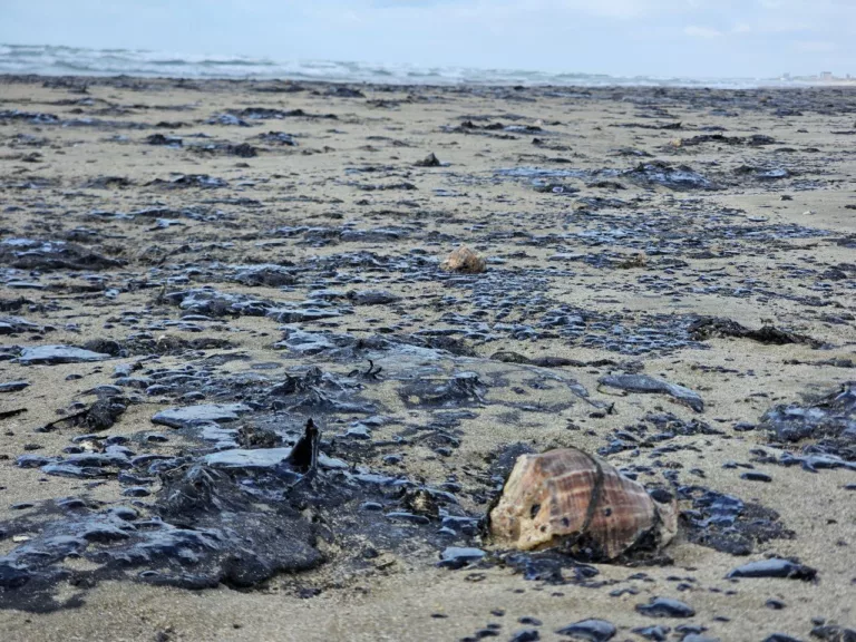 «Катастрофа повторилась»: загрязнённые пляжи Анапы