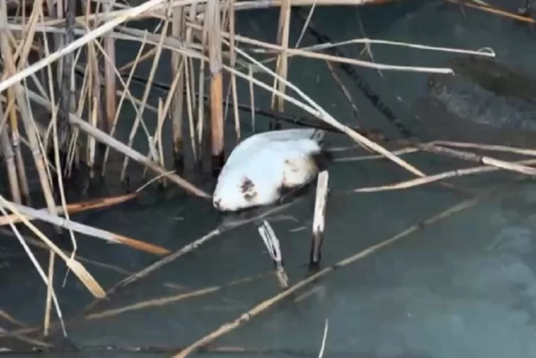 В Краснодаре нашли погибшую чомгу в мазуте