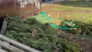 Новости Краснодара - выбросили тысячи ёлок на улицу 1