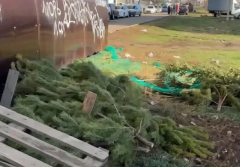 В Краснодаре выбросили на улицу тысячи ёлок