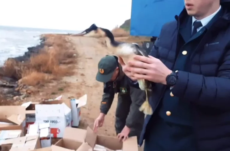 «Нужен индивидуальный подход»: орнитолог опроверг заявление о гибели 90% спасённых птиц