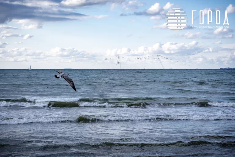 «Так было всегда»: многие жители Черноморского побережья спокойно отнеслись к экокатастрофе