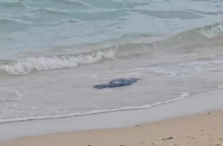 «Весь берег в мазуте»: новые выбросы нефтепродуктов в Анапе