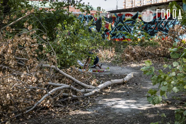 «У нас недееспособные службы»: мэрия Краснодара объявила угрозу падения сухих деревьев
