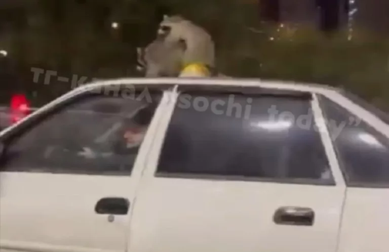 Оргию енотов на крыше мчащегося такси в Сочи сняли на видео