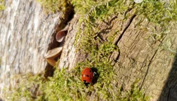 8 Марта 2025 в Горячем Ключе (4)