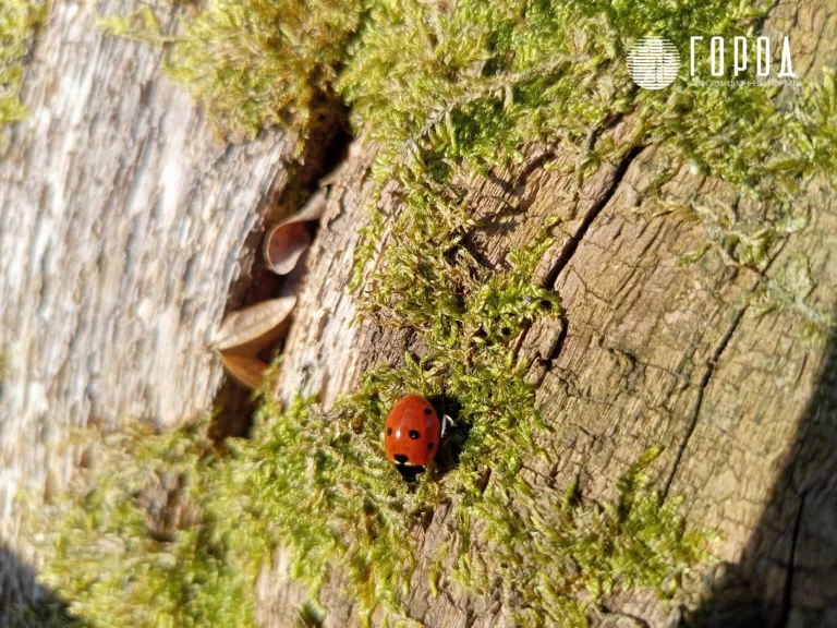 В Горячем Ключе тысячи туристов наблюдали красоту прихода весны