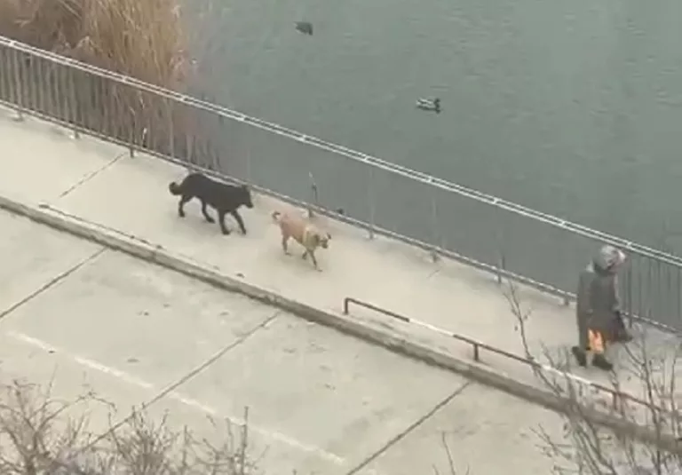 В Комсомольском микрорайоне стаи диких собак нападают на краснодарцев