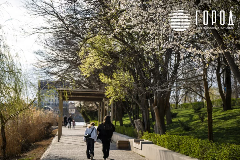 В Краснодаре проведут инвентаризацию деревьев