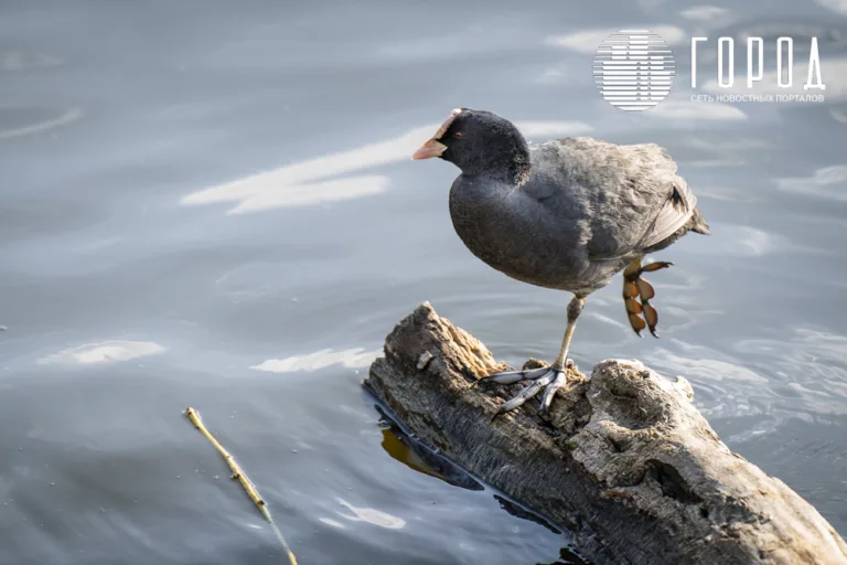 Расскажите, птицы, людям про весну: мартовское пробуждение природы на озере Карасун