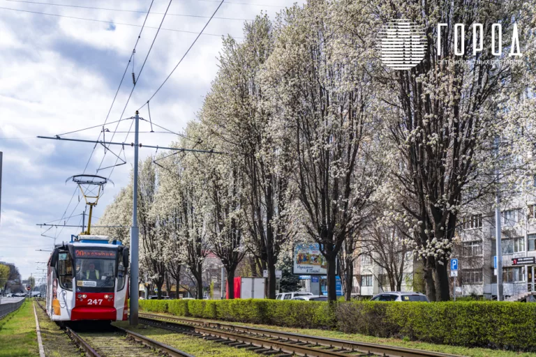 Цветущая улица Ставропольская в Краснодаре: от советских тополей до белоснежных груш