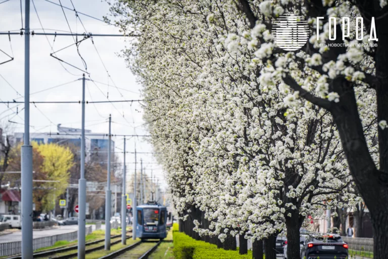 В Краснодаре вырубили деревьев в три раза больше, чем посадили