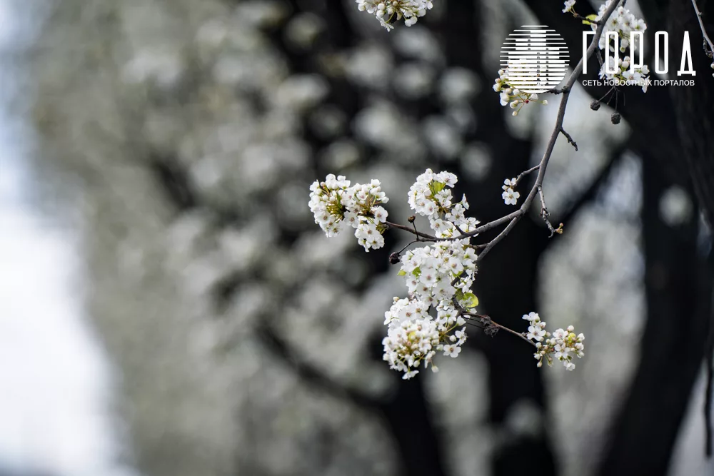 Цветущая улица Ставропольская (13)