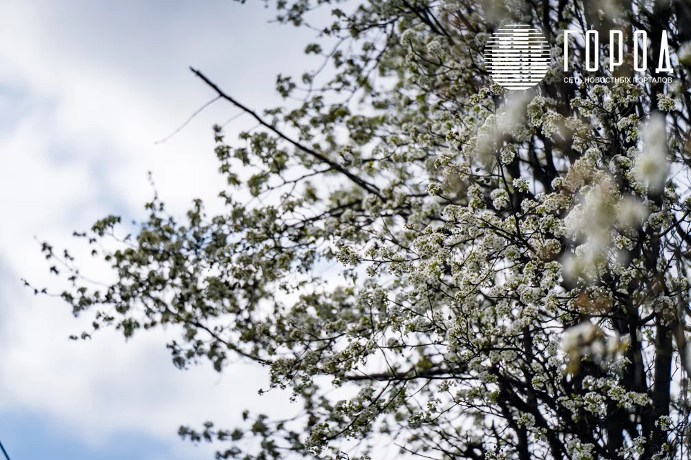 Белоснежные деревья